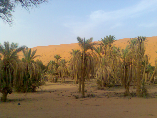 Pompy gbinowe due